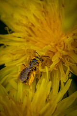 Abeille butinant sur une fleur de pissenlit