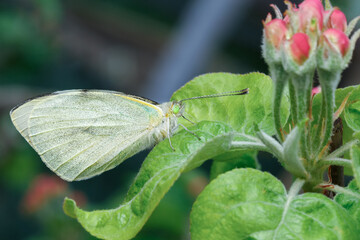 Butterfly with emerald eyes