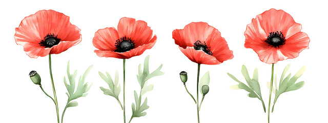Set of red poppy flowers watercolor illustrations with green leaves isolated on transparent background, bright spring floral elements for decoration