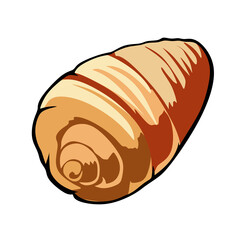 sea ​​snail for ornament design. isolated on white