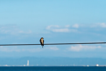 海沿いの電線で羽を休めるツバメ