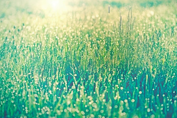 Dew drops illuminated by sunlight on spring grass