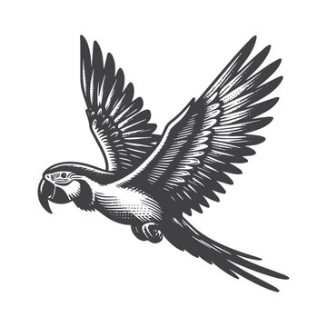 Vintage Hand-Drawn Macaw Flying Illustration &ndash; Tropical Bird Engraved Style Vector for T-Shirts, Posters, Stickers, and Exotic Themes Apparel