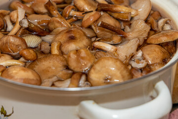 Delicious honey mushrooms in a ceramic plate . Honey fungus (Armillaria mellea) mushrooms in the bowl. Selective focus. Shallow depth of field.Mushrooms in a saucepan.