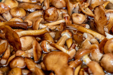 Delicious honey mushrooms in a ceramic plate . Honey fungus (Armillaria mellea) mushrooms in the bowl. Selective focus. Shallow depth of field.Mushrooms in a saucepan.