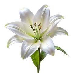 Fototapeta premium white lily isolated on white
