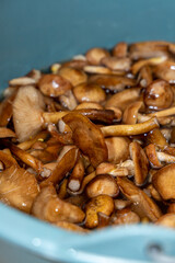 Delicious honey mushrooms in a ceramic plate . Honey fungus (Armillaria mellea) mushrooms in the bowl. Selective focus. Shallow depth of field.Mushrooms in a saucepan.