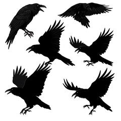 Obraz premium Raven's Flight: A Silhouette Symphony