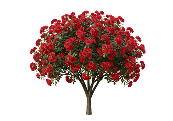 Fototapeta premium Red Flowering Tree Images Identification Care Guide Planting Tips on Transparent background