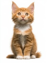 Adorable ginger kitten sitting upright looking up on white background studio shot cute pet photography