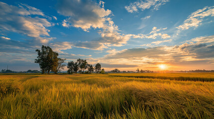 Obraz premium 夕陽に照らされた緑豊かな田園風景と広がる稲穂