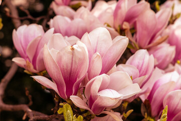 Obraz premium Pink magnolia flowers. Floral background