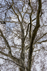 Fototapeta premium Spring branches of an ancient maple. Spring landscape. Dresden, Germany