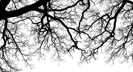 Fototapeta premium Winter's Skeletal Embrace