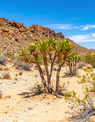 Iconic Welwitschia mirabilis plants with their ancient forms stand resiliently in the desert, symbolizing survival.