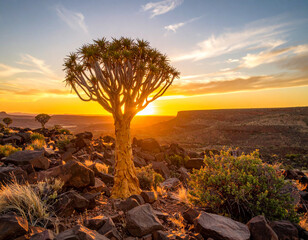 Naklejka premium A solitary quiver tree standing tall against a glowing orange sunrise in the desert
