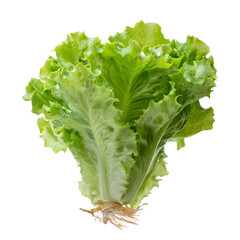 Fresh Green Lettuce on Isolated White Background