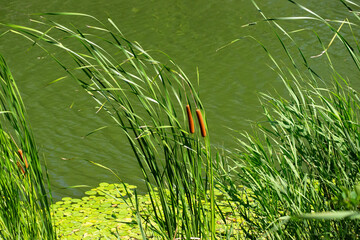 風に揺れるガマ（蒲）の穂 Cattail Swaying by the Riverside – A Quiet Moment in the...