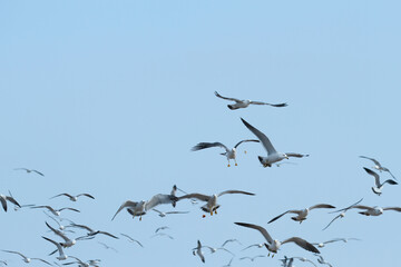 flock of seagulls flying