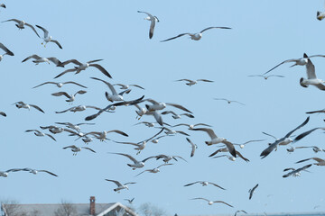 flock of seagulls