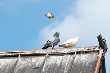 pigeons on the roof