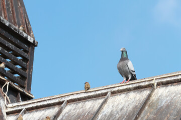 pigeon and sparrows on the roof