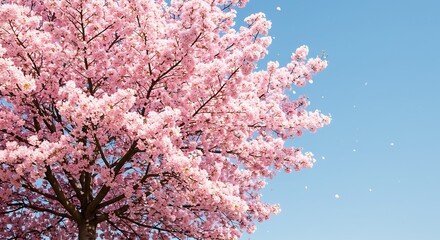 Cherry Blossom Tree Blooming with Blue Sky in Spring