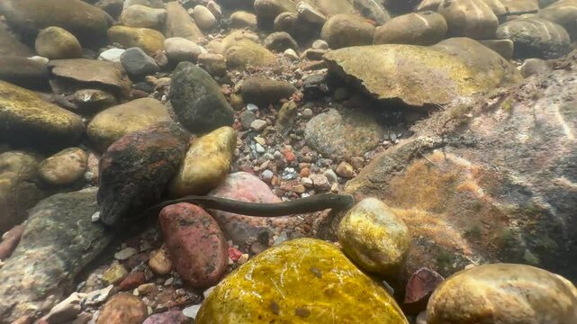 Brook lamprey (Lampetra planeri) resting at the spawning site. Estonia.
