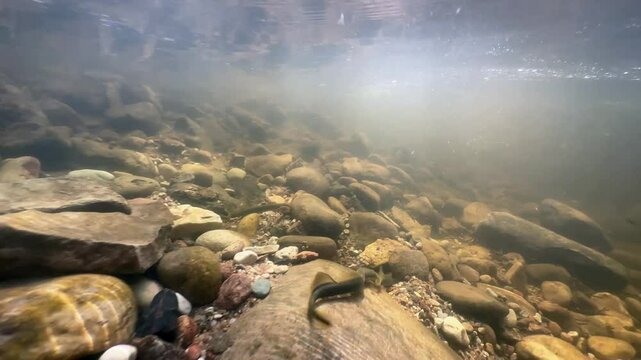 Brook lampreys (Lampetra planeri) intensive fighting at the spawning site, Estonia.