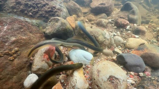 In preparation for spawning, a Brook lamprey (Lampetra planeri) skillfully removing a stone that is quite large for him. Estonia.