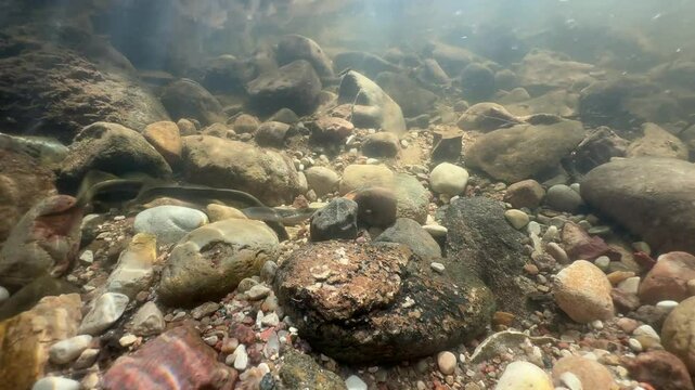 Three Brook lampreys (Lampetra planeri) start fighting in a shallow stream at the spawning site. Estonia.