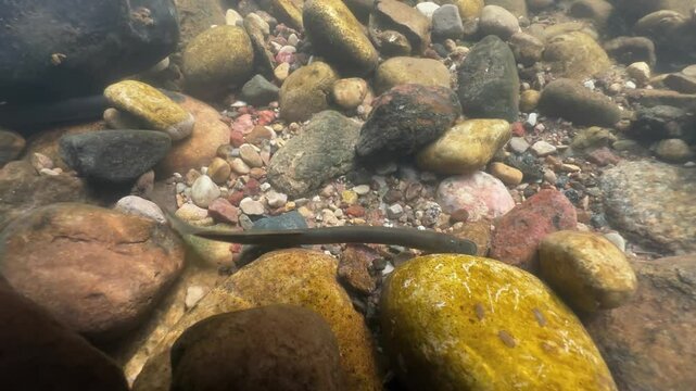 Top down footage of Brook lamprey (Lampetra planeri) at the spawning site, Estonia.