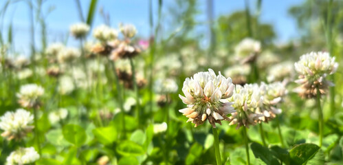 シロツメクサの花畑(パノラマ)