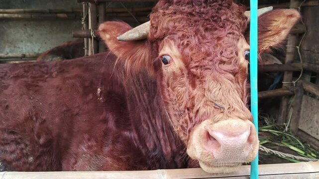 Close up of a cow's face chewing food