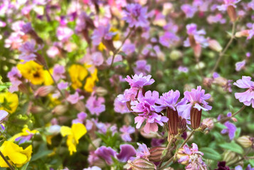 夕暮れ時の桜マンテマの花畑
