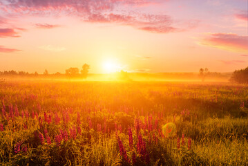 Majestic lupines field bathed in vibrant sunrise glow. A tranquil countryside scene for dreamy landscape background. Serene nature escape or ethereal spring greetings.