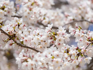 満開に咲いた桜の花