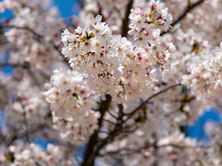 満開に咲いた桜の花