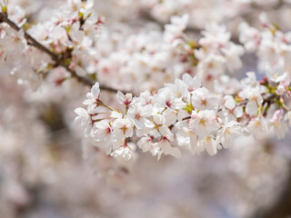 満開に咲いた桜の花
