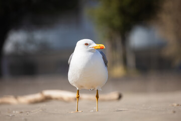 Seagull on blurred bokeh background