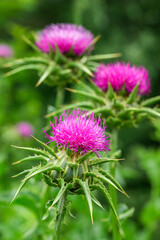 Milk thistle weed flower head, closeup. Purple flowering Saint Mary's thistle (Silybum marianum) or Cardus marianus uncultivated plant.