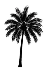Midnight Palm Silhouette AI Generated
