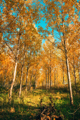 Obraz premium Vertical shot of tall aspen trees in forest in autumn