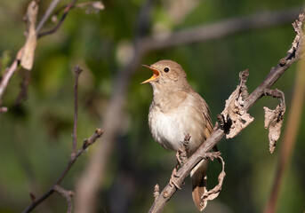 Thrush Nightingale, Luscinia luscinia. A bird sings sitting on a branch