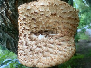 Textured Brown Mushroom Growing on Tree Trunk in Forest Environment, Capturing the Beauty of Natural Fungal Life
