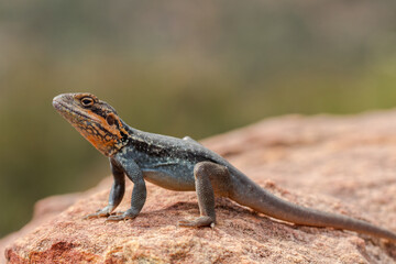 Swift Rock Dragon basking on rock