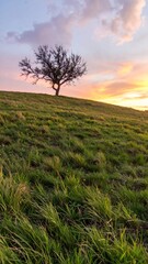 Obraz premium Sunset over a green field with a tree in the distance and beautiful clouds in the sky