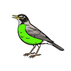 Obraz premium Green robin bird vector illustration on white background