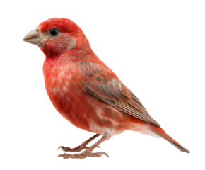 Bright red bird perched elegantly with a striking profile view on a transparent background, cut out