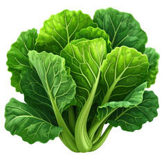 Vector Cartoon Illustration of Isolated Fresh Collard Greens on White Background in Gigapixel Quality for Creative Projects